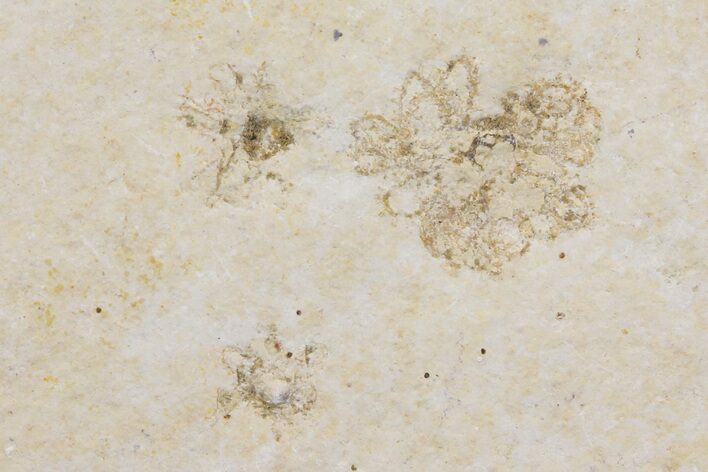 Floating Crinoid (Saccocoma) Fossils - Solnhofen Limestone #162489
